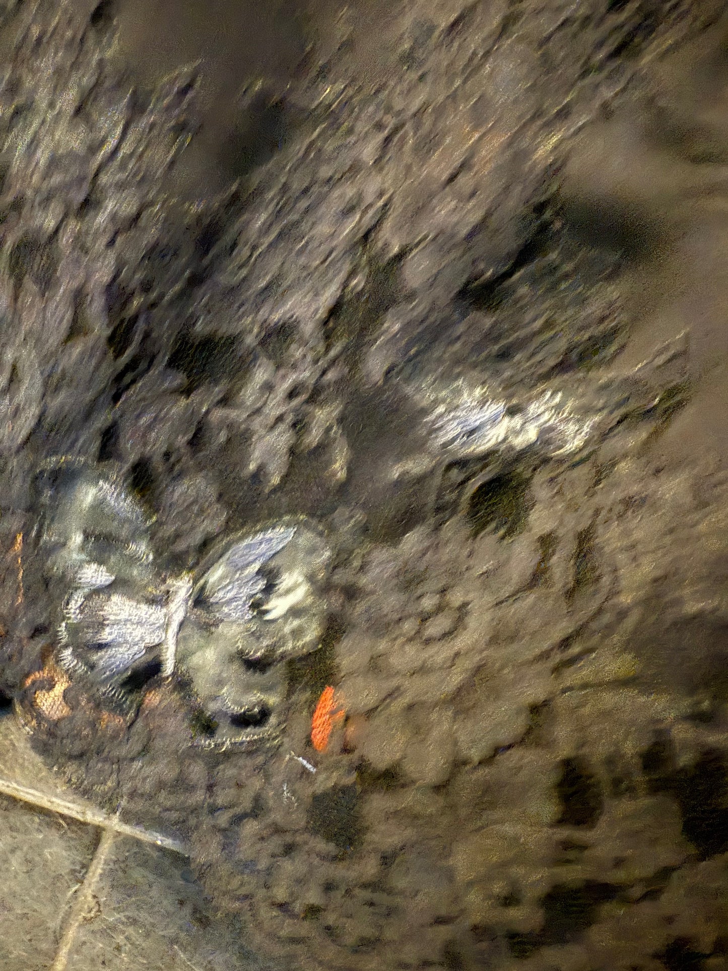 Valentino black slip on dress with lace trims and butterfly embroideries